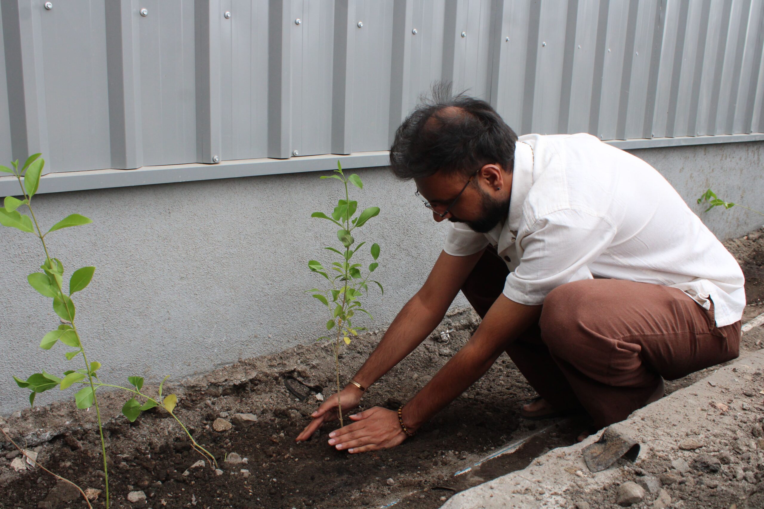 Tree Plantation