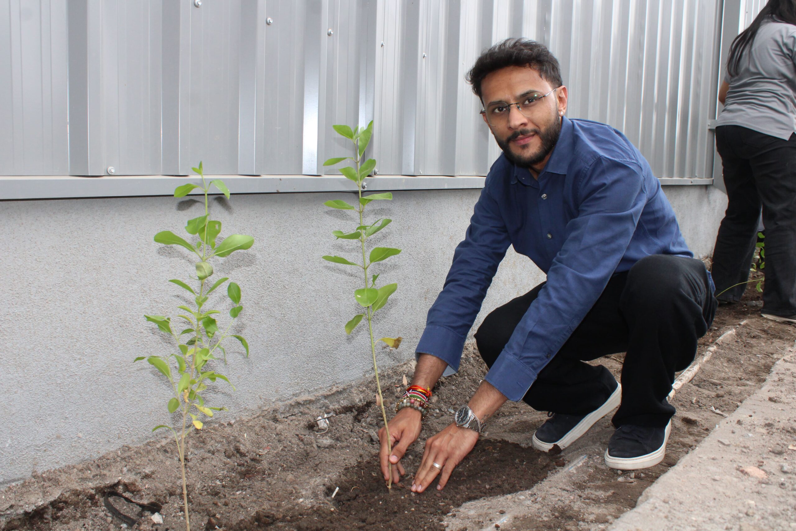 Tree Plantation