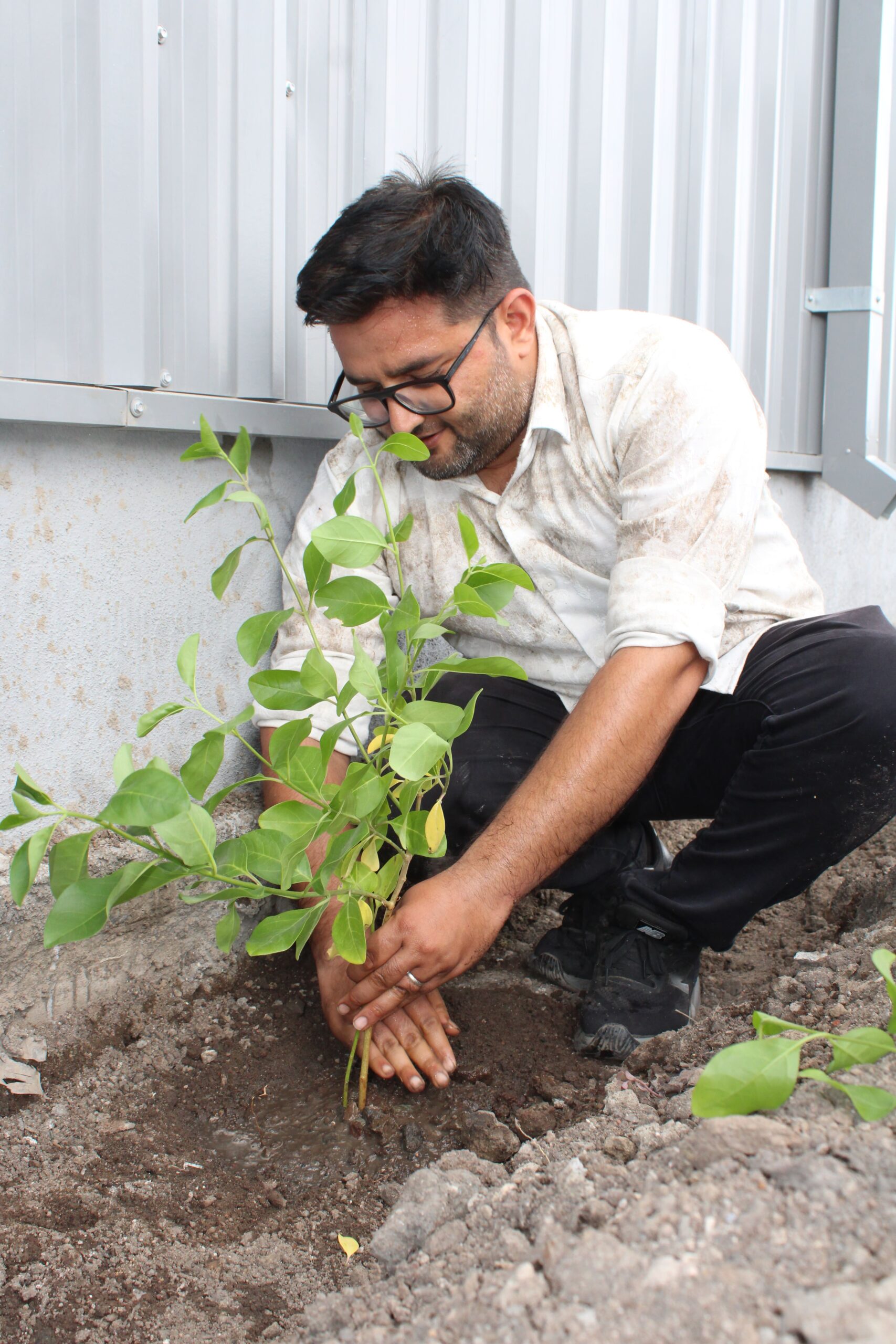 Tree Plantation