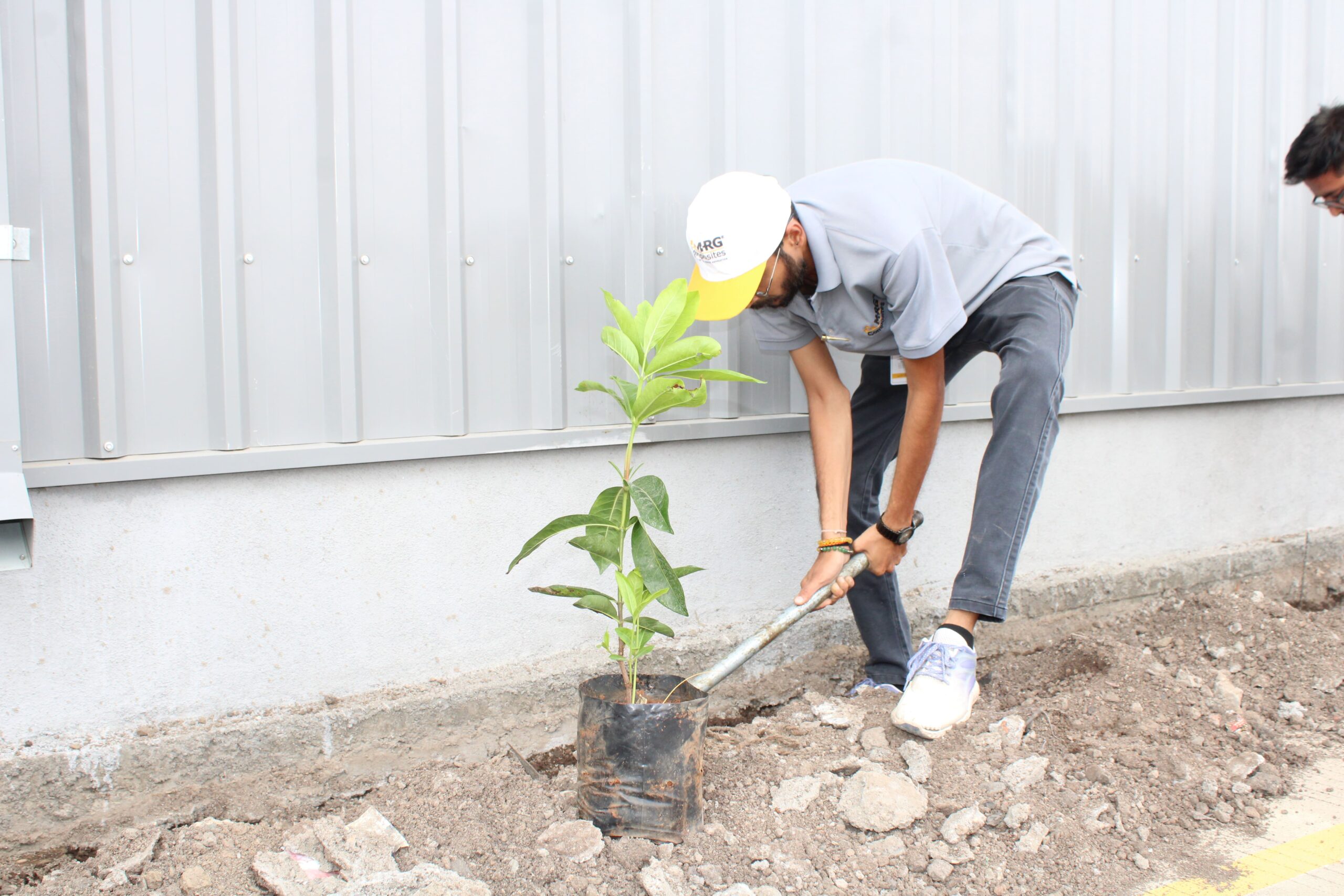 Tree Plantation