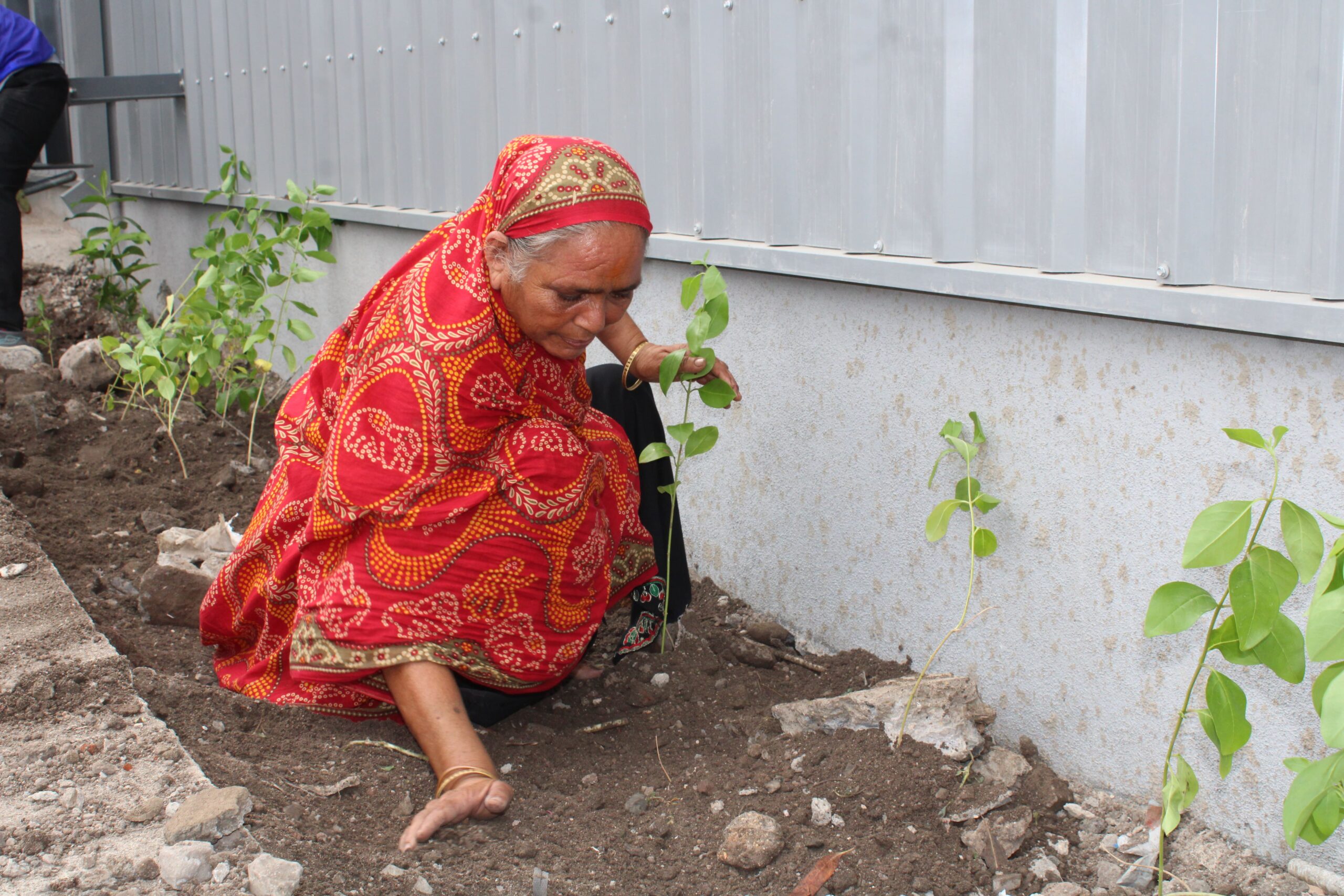 Tree Plantation