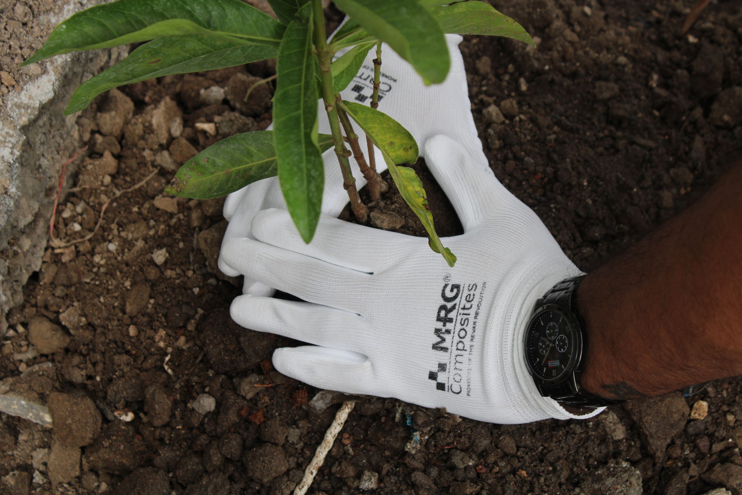 Tree Plantation