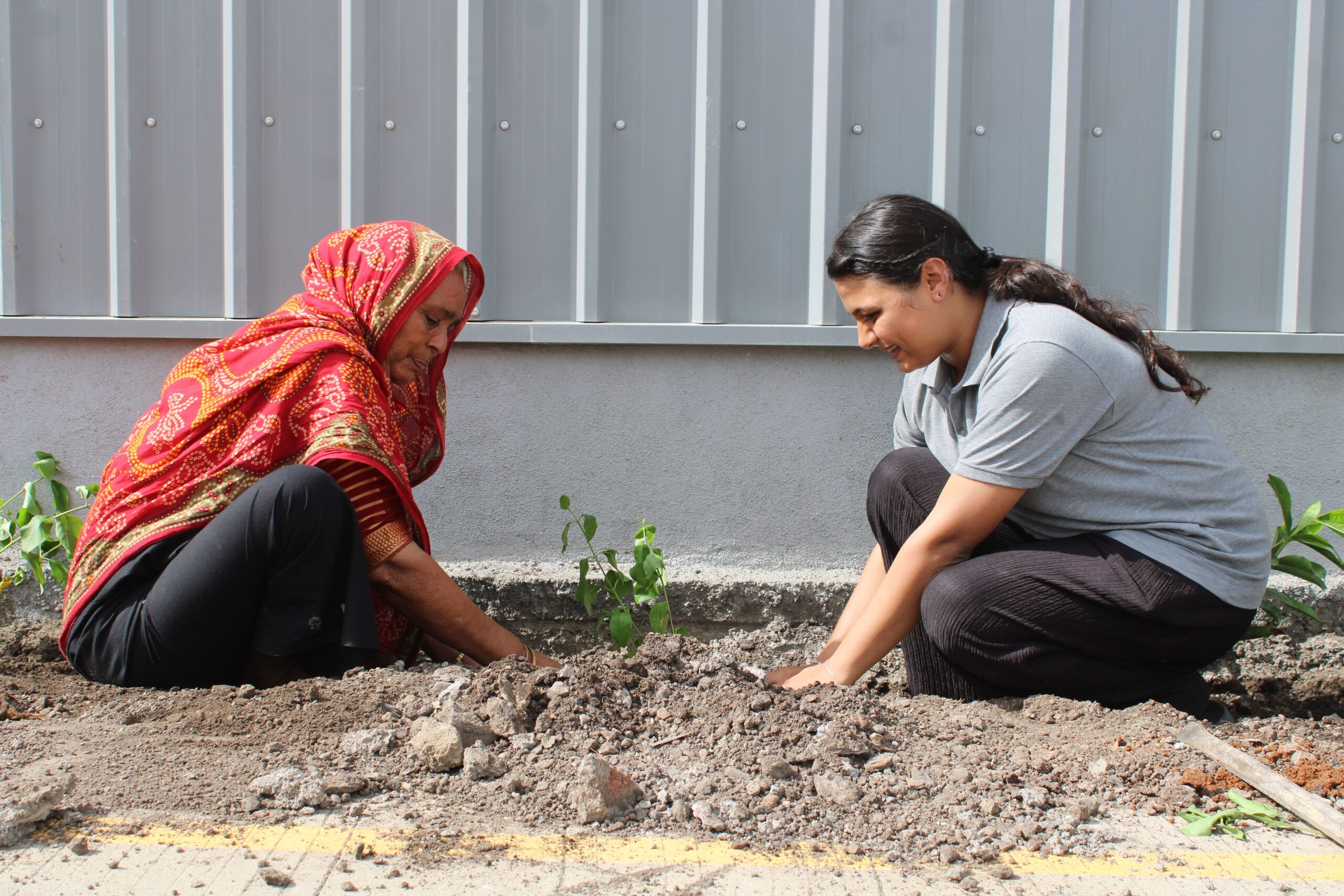 Tree Plantation