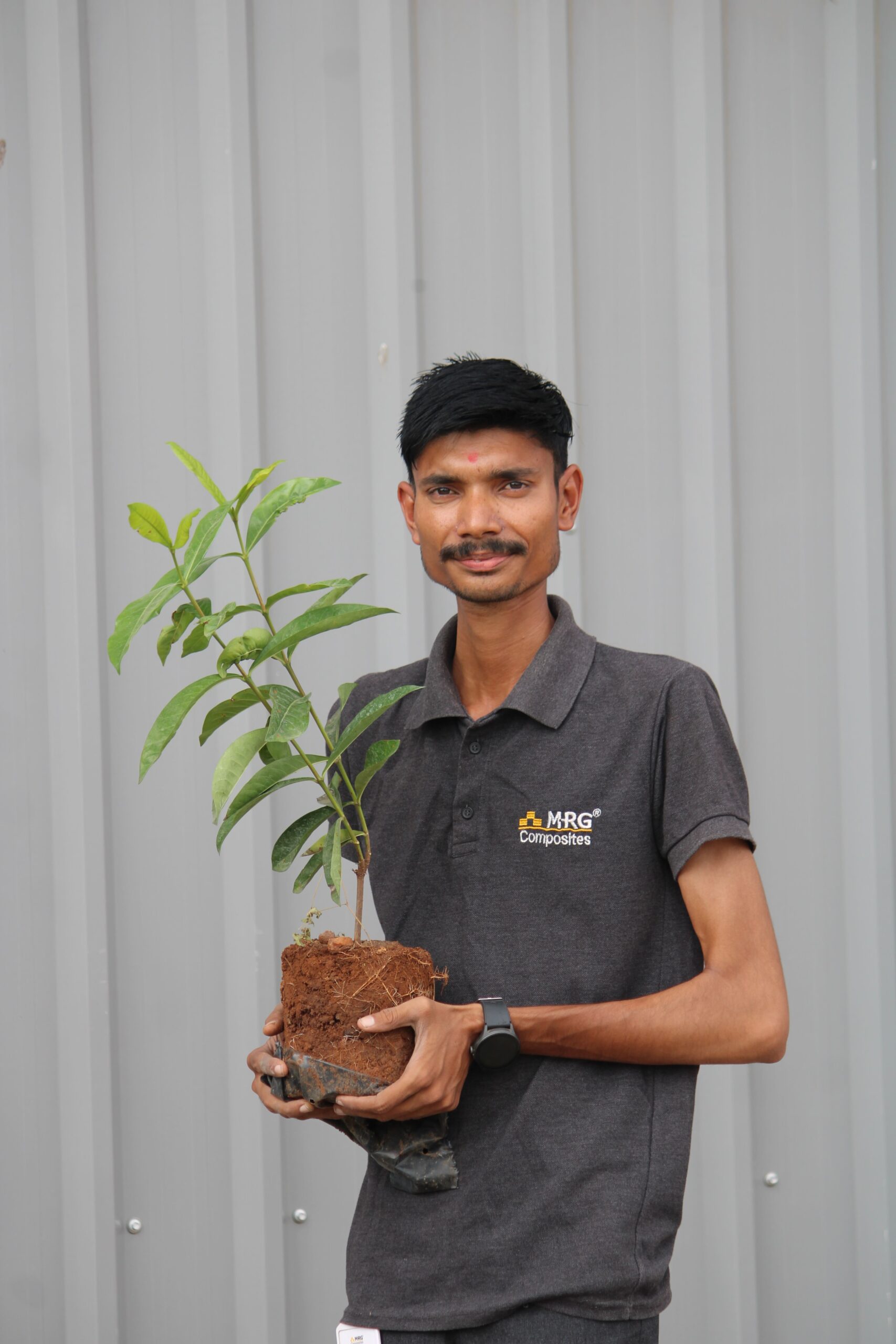 Tree Plantation