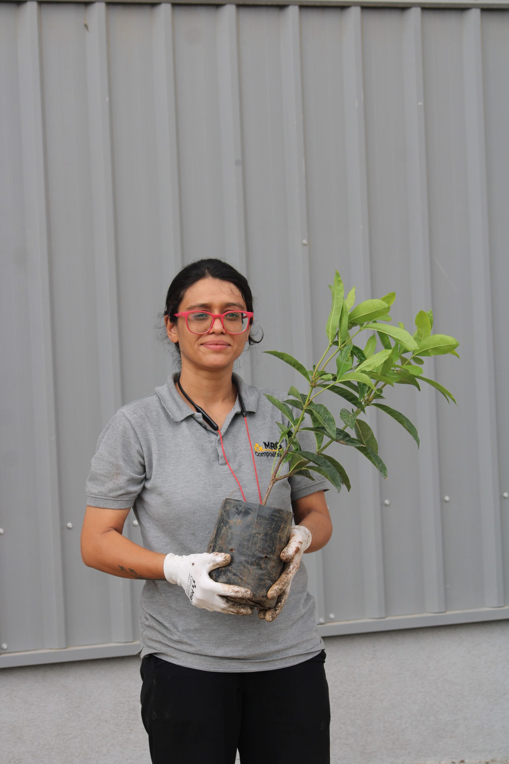 Tree Plantation