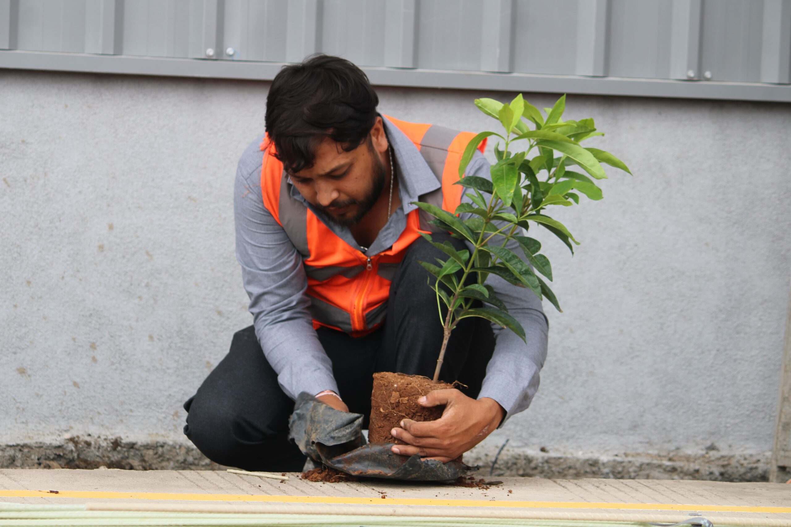 Tree Plantation