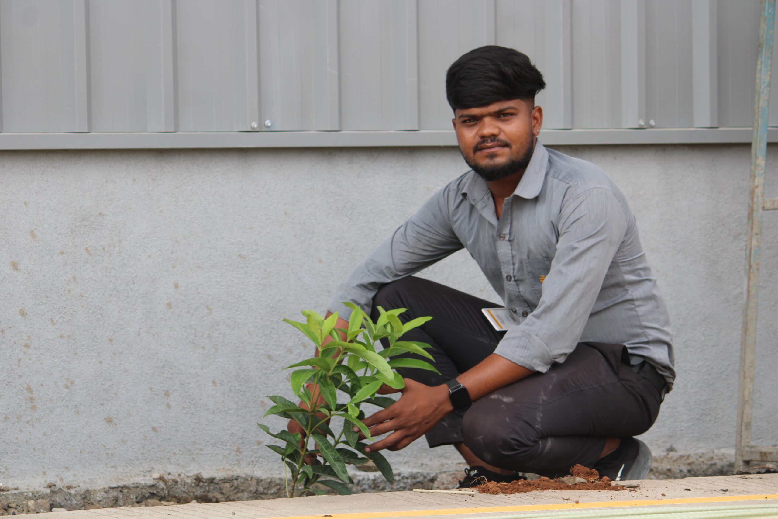 Tree Plantation