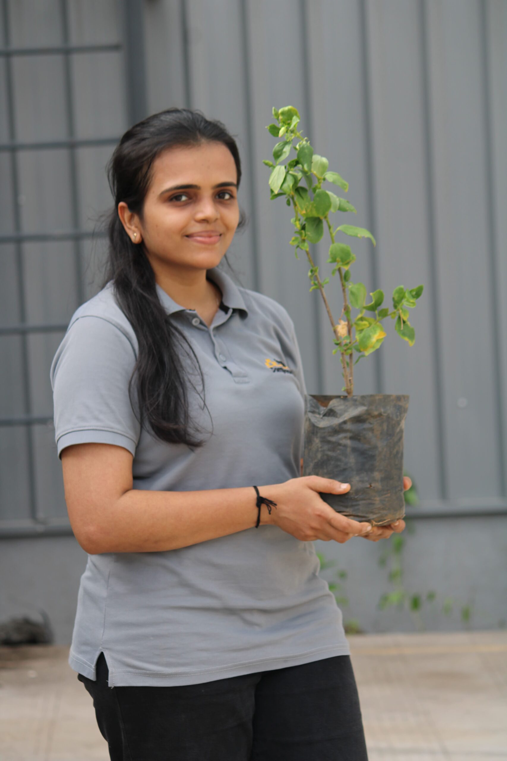 Tree Plantation